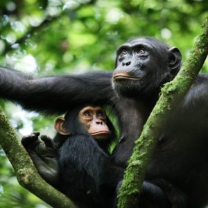 UGANDA: LOS GRANDES PRIMATES - 07 DÍAS