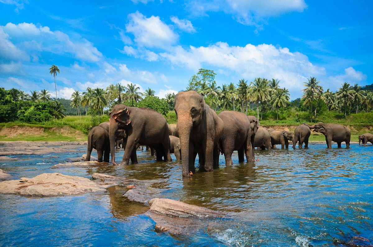 SRI LANKA: LA ISLA MÁGICA - 08 DÍAS - Imagen 11