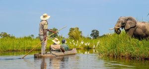 Elefantes en el Parque Nacional Chobe, Botsuana. Safari por África.