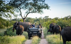 Safari por Africa en Khwai Botswana con animales salvajes