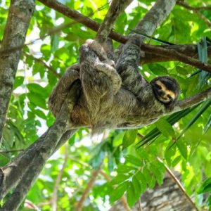 COSTA RICA – VOLCANES Y TORTUGAS  Salida acompañada desde Montevideo. 1 de Mayo 2026