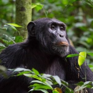 RUANDA GORILAS Y CHIMPANCES