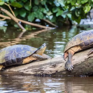 Experiencia Fly n Drive - 11 Días