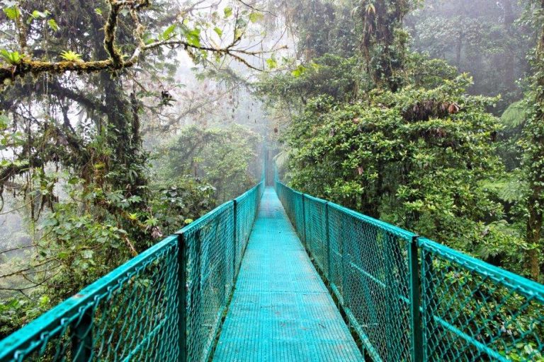 Bosque nuboso de Monteverde con vegetación tropical en Costa Rica