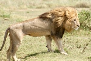 León en safari por Maasai Mara Kenia y Tanzania