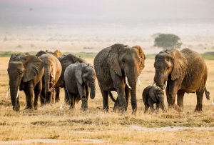 Elefantes en Amboseli con el Monte Kilimanjaro de fondo Kenia y Tanzania