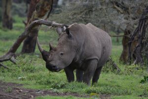 Rinoceronte en el Parque Nacional del Lago Nakuru Kenia y Tanzania