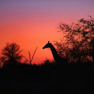 Viaje a Sudáfrica Reserva Parque Kruger Safari desde Uruguay en español Mac Travel Viajes