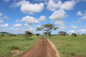 Paisaje verde del Parque Nacional Serengeti en Tanzania  y  Kenia