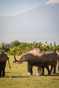 Elefantes en Amboseli con el Monte Kilimanjaro de fondoTour por Kenia y Tanzania