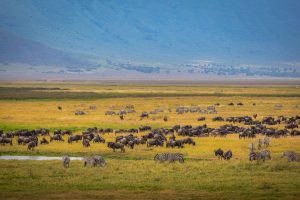 Fauna salvaje en el Cráter del Ngorongoro en Tanzania y Kenia 