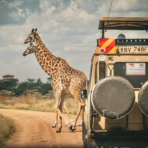 Jirafas cruzando el camino frente a vehículo de safari en Kenia