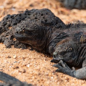 Iguanas marinas descansando sobre rocas volcánicas en las Islas Galápagos.