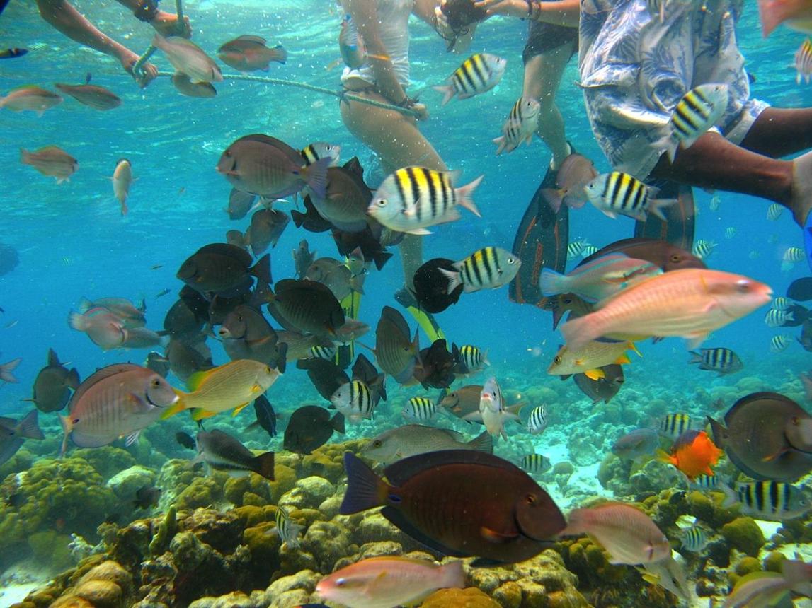 El Acuario de San Andrés con aguas transparentes ideales para snorkel.