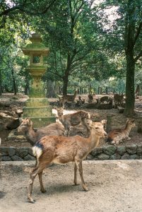 Ciervos en el Parque de Nara Japón Inolvidable Japón 11 Días | Circuito por Japón