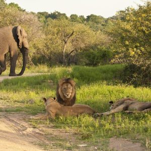 Safari Parque Kruger Sudáfrica