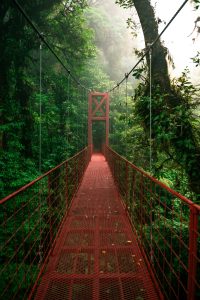 Bosque Nuboso de Monteverde Costa Rica