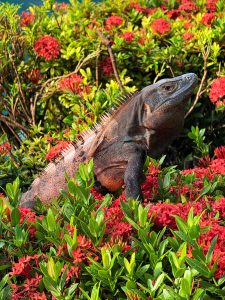 Fauna silvestre durante un viaje a Tortuguero Costa Rica