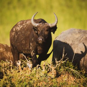 Uganda Parque Murchison Safari en español Mac Travel Viajes Uruguay