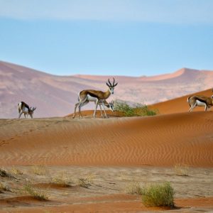 Safari desierto Kalahari Namibia, acompañado en Español, Mac Travel Viajes Uruguay