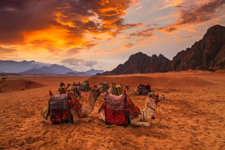 Paseo en camello por el desierto de Egipto al atardecer