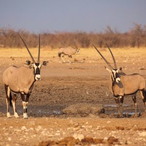 Safari Viaje Parque Nacional Etosha Namibia. Acompañado en Español desde Montevide uruguay. Mac Travel Viajes