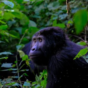 Gorilas de Uganda Viaje en español desde Montevideo acompañado Mac Travel Viajes