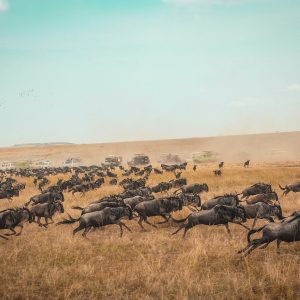 Kenia y tanzania, Masai para desde Montevideo. Acompañado en Español. Mac Travel Viajes uruguay.