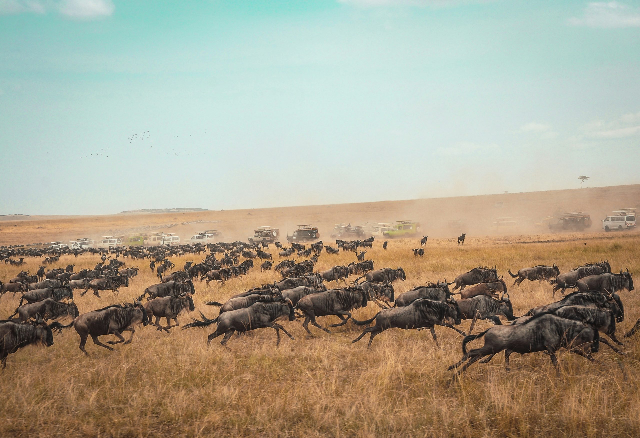 Kenia y tanzania, Masai para desde Montevideo. Acompañado en Español. Mac Travel Viajes uruguay.
