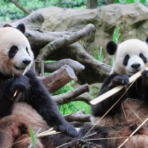 Pandas Gigantes Provincia Yunnan China Viaje acompañado a China desde Uruguay en español Mac Travel Viajes