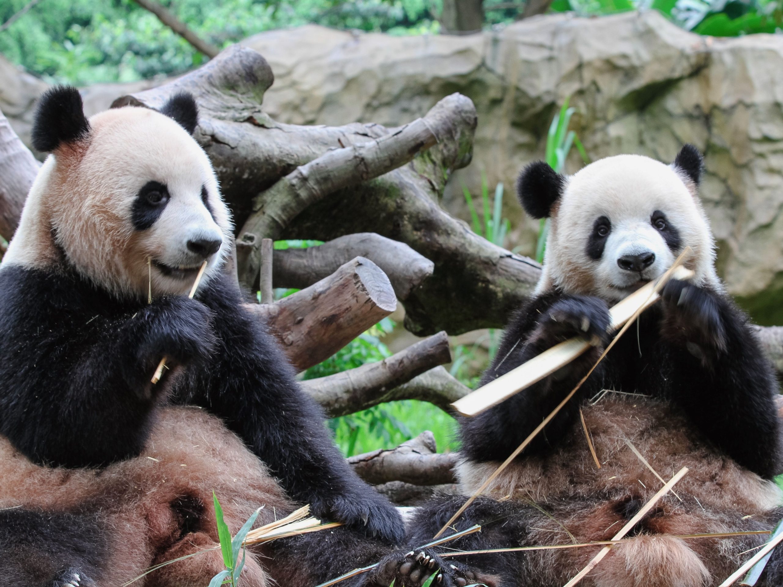 Pandas Gigantes Provincia Yunnan China Viaje acompañado a China desde Uruguay en español Mac Travel Viajes
