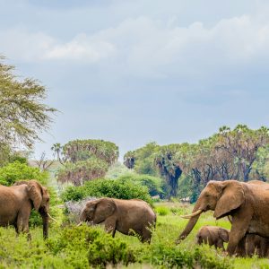 Safari samburu. Mac Travel Viajes Uruguay.