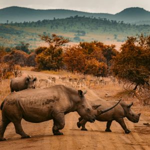 Safari Sudáfrica Reserva privada en Español. Mac Travel Viajes Sudáfrica Montevideo Uruguay