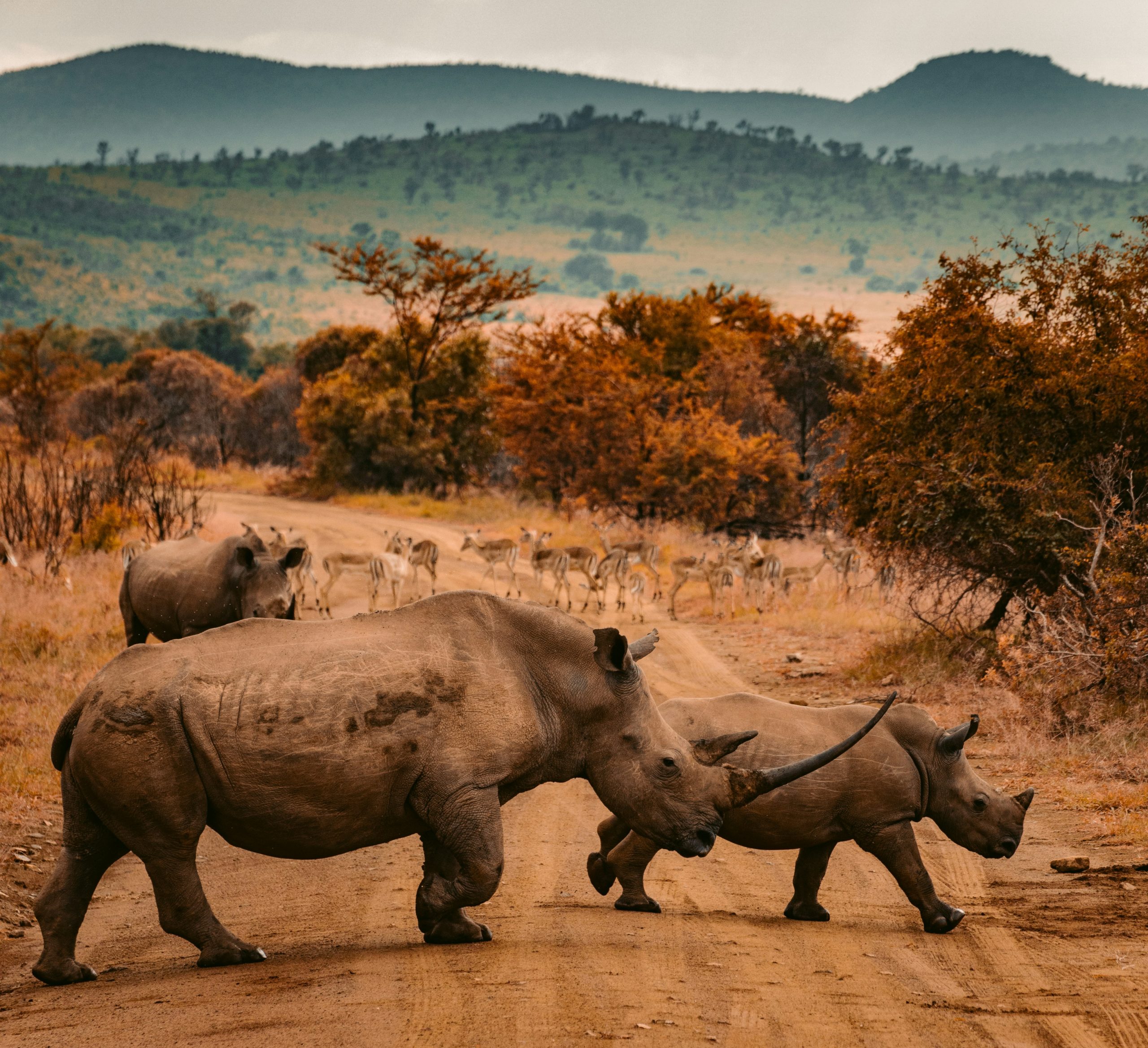 Safari Sudáfrica Reserva privada en Español. Mac Travel Viajes Sudáfrica Montevideo Uruguay