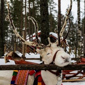 Viaje a Rovaniemi Laponia Leyendas escandinavas en español Mac Travel Viajes Uruguay