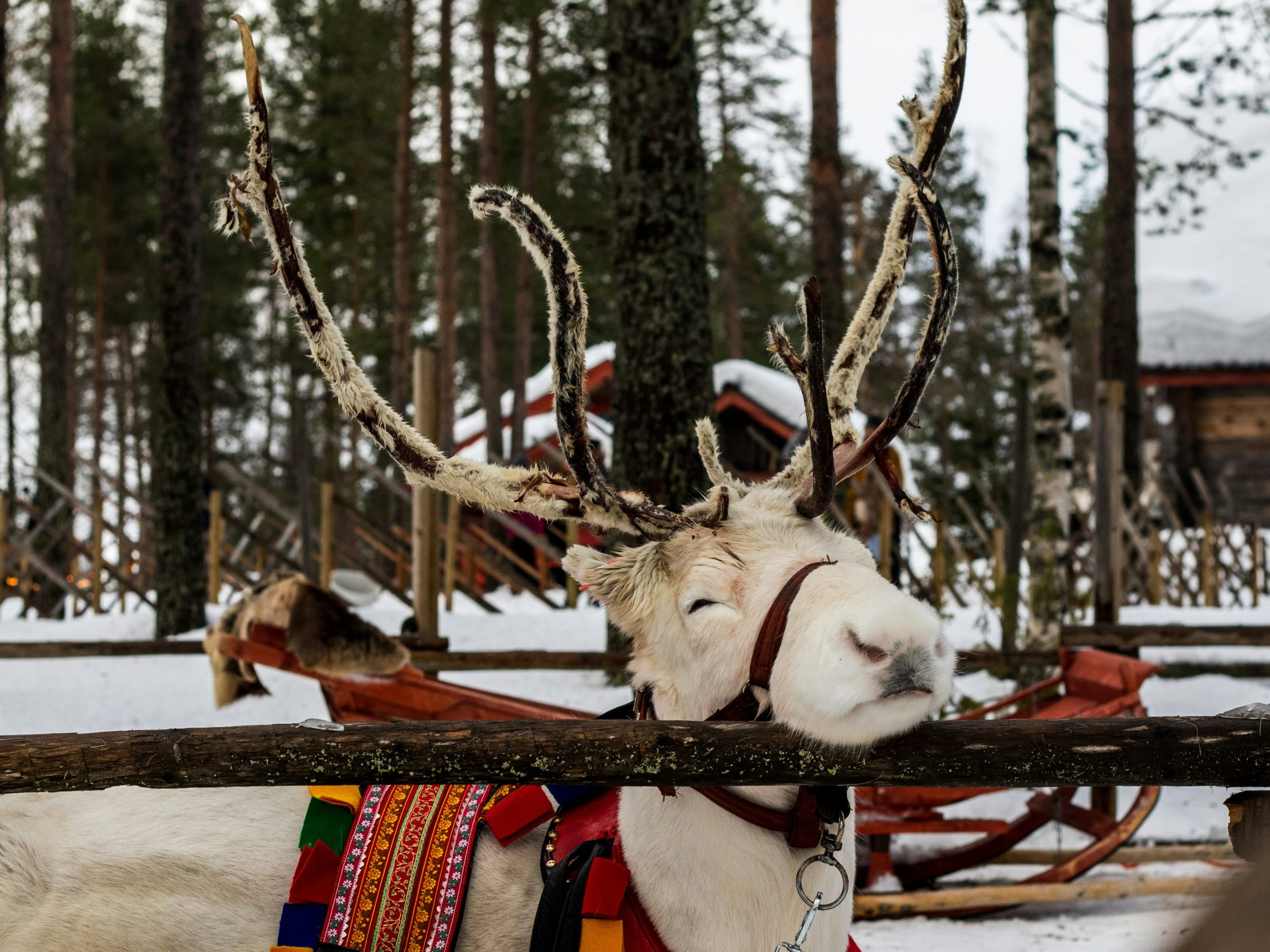 Viaje a Rovaniemi Laponia Leyendas escandinavas en español Mac Travel Viajes Uruguay